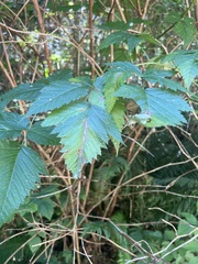 Rubus spectabilis