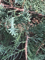 Chamaecyparis pisifera