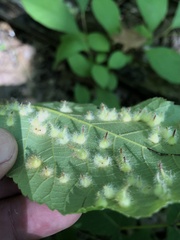 Phylloxera caryaefallax