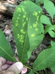 Phylloxera caryaefallax