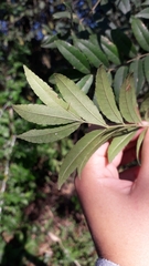 Zanthoxylum rhoifolium