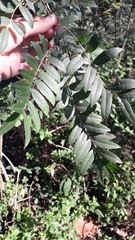 Zanthoxylum rhoifolium