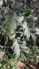 Zanthoxylum rhoifolium