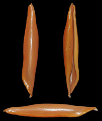 Aclyvolva lanceolata