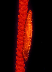 Aclyvolva lanceolata