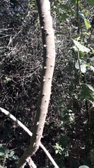 Zanthoxylum rhoifolium