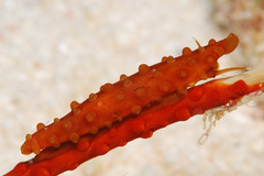 Aclyvolva lanceolata