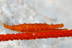 Aclyvolva lanceolata