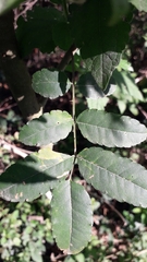 Zanthoxylum rhoifolium