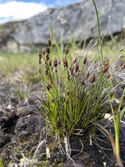 Juncus biglumis