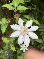 Clematis montana