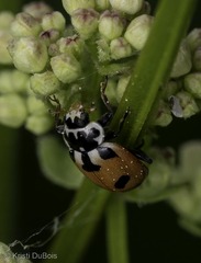 Hippodamia caseyi