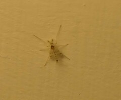 Rheopelopia maculipennis