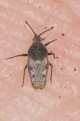 Phaenotropis parvula