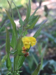Melampyrum sylvaticum