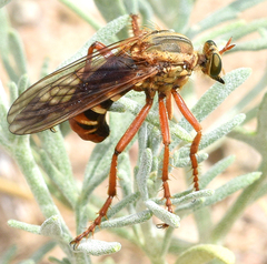 Saropogon combustus