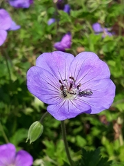 Geranium