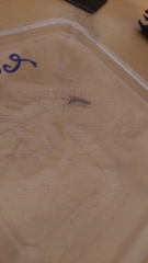 Scutigera coleoptrata