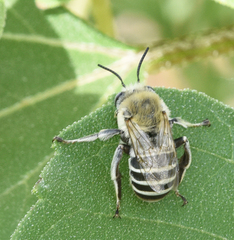 Anthophora walshii