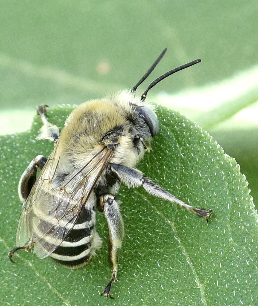 Anthophora walshii