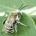 Anthophora walshii - Photo (c) Steven Mlodinow, some rights reserved (CC BY-NC), uploaded by Steven Mlodinow