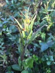 Melampyrum sylvaticum