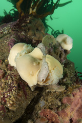 Diaulula punctuolata