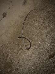 Dendrelaphis calligaster