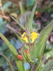 Melampyrum sylvaticum