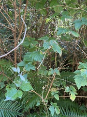Rubus spectabilis