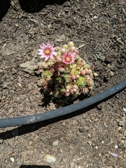 Sempervivum arachnoideum