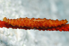 Aclyvolva lanceolata