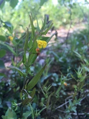 Melampyrum sylvaticum