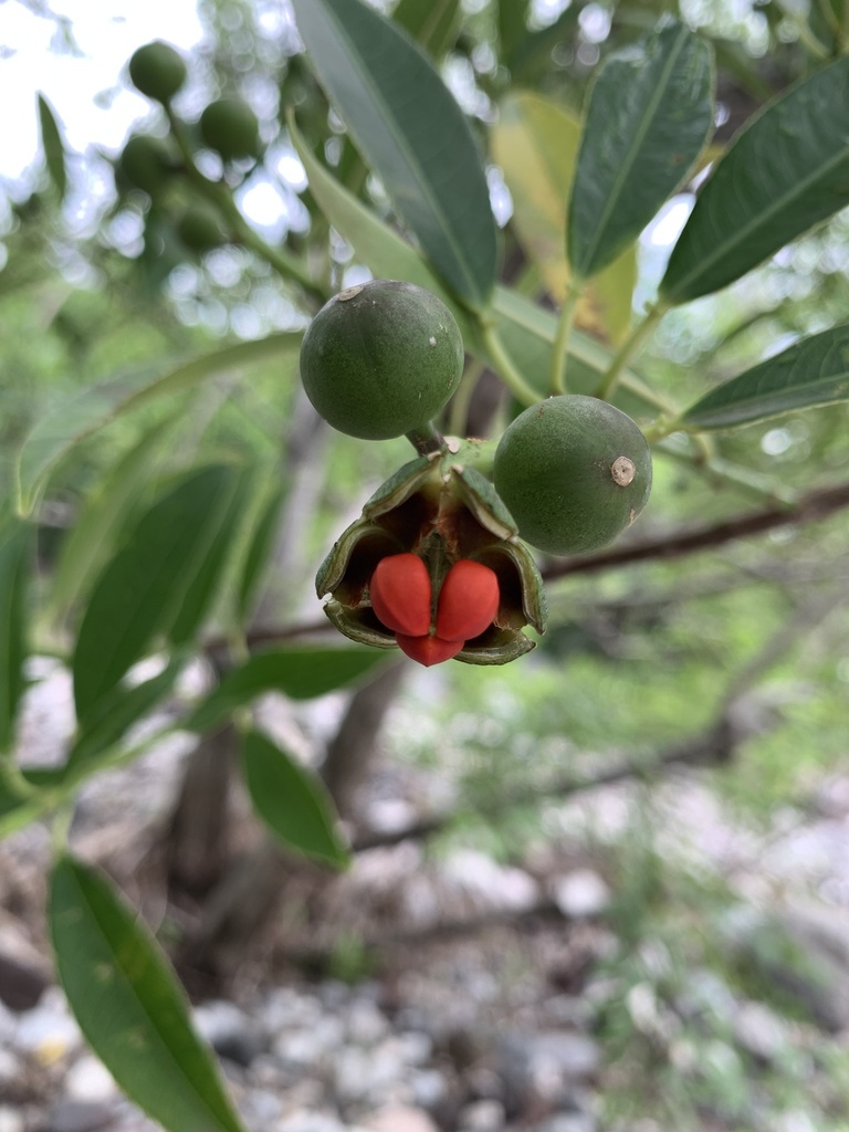 Sapium macrocarpum