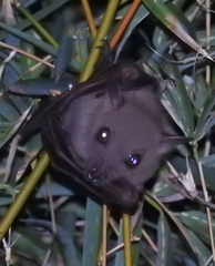 Cynopterus brachyotis