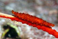 Aclyvolva lanceolata