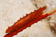 Aclyvolva lanceolata