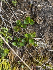 Salix herbacea