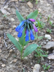 Mertensia longiflora