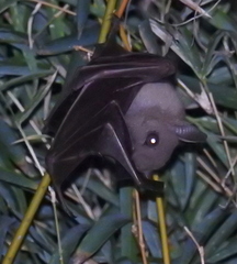 Cynopterus brachyotis