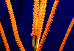 Aclyvolva lanceolata