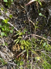 Diphasiastrum alpinum