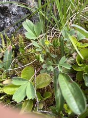 Sibbaldia procumbens