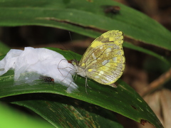 Dismorphia arcadia arcadia