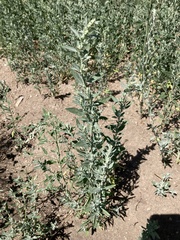 Chenopodium leptophyllum