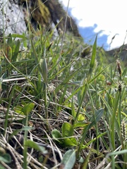 Phleum alpinum alpinum