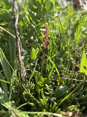 Neottia cordata