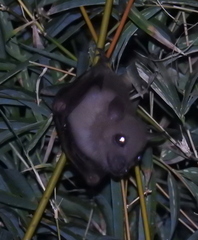 Cynopterus brachyotis