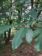 Quercus castaneifolia
