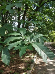 Quercus castaneifolia